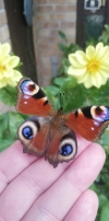 See gallery below
